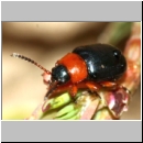 Gastrophysa polygoni - Blattkaefer 01.jpg